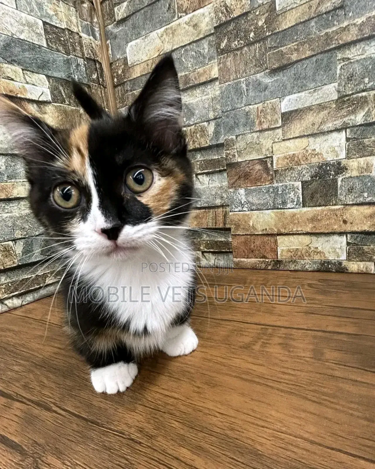 1-3 months Male Purebred Bombay