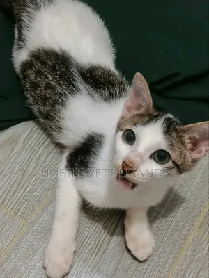 1-3 months Male Purebred Bengal
