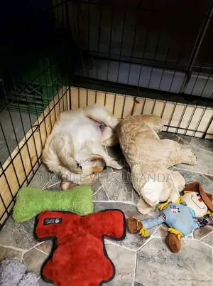 1-3 months Male Purebred Golden Retriever