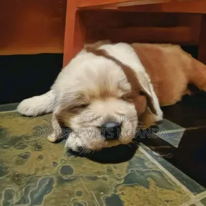 1-3 months Female Purebred Golden Retriever