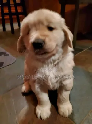 3-6 months Female Purebred Golden Retriever