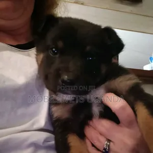 1-3 months Female Purebred German Shepherd