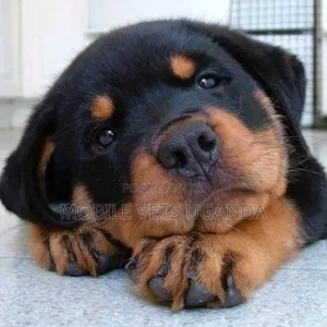 1-3 months Male Purebred Rottweiler