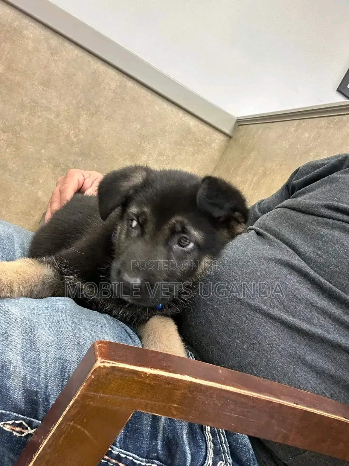 1-3 months Female Purebred German Shepherd