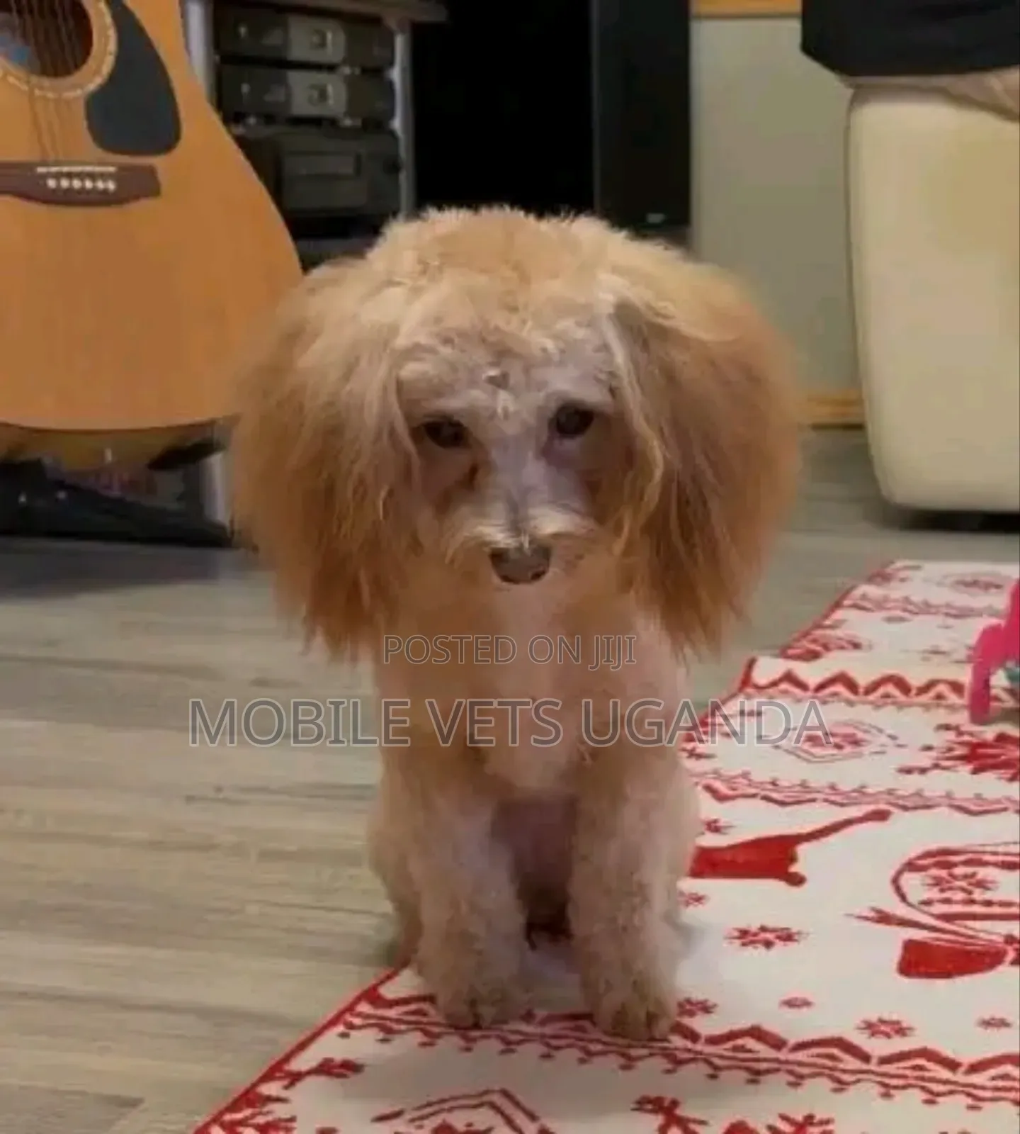 1-3 months Female Purebred Maltese