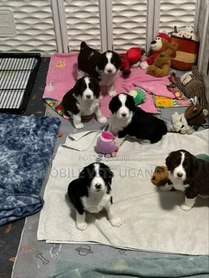 0-1 month Male Purebred Maltese