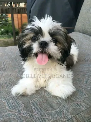 3-6 months Female Purebred Maltese