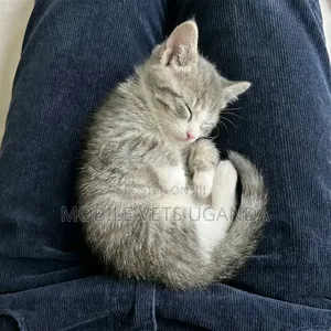 1-3 months Female Purebred Bombay