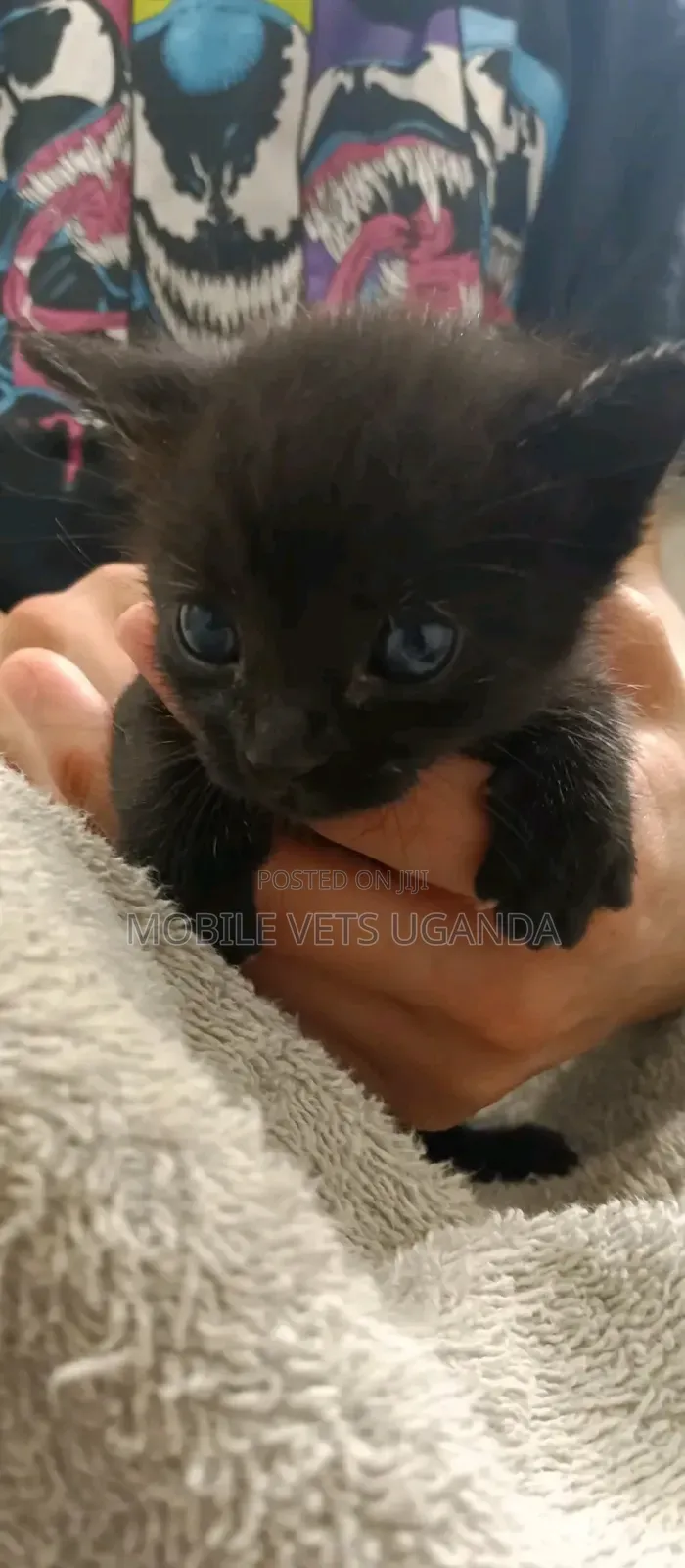 1-3 months Female Purebred Birman