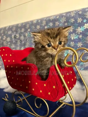 1-3 months Female Purebred Norwegian Forest