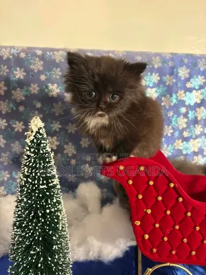 0-1 month Female Purebred Savannah