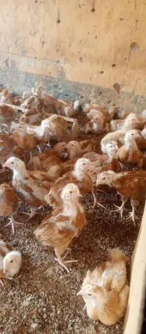 Sasso Birds at 9000ugsh(1 Month Old