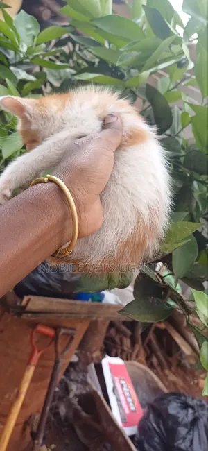 0-1 month Female Purebred American Bobtail