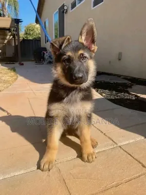 3-6 months Male Purebred German Shepherd
