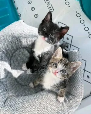 0-1 month Female Purebred American Bobtail