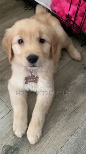 1-3 months Male Purebred Golden Retriever