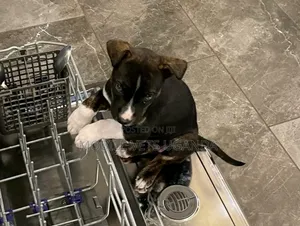 1-3 months Male Purebred Boerboel