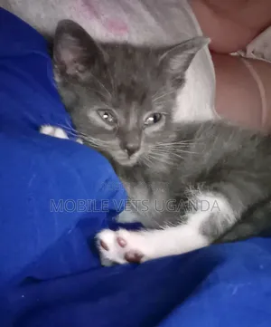 1-3 months Male Purebred Turkish Angora