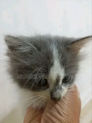 1-3 months Male Purebred Exotic