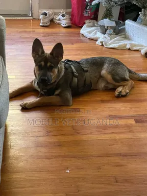 6-12 months Male Purebred German Shepherd