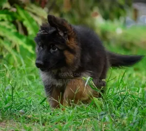 0-1 month Male Purebred German Shepherd