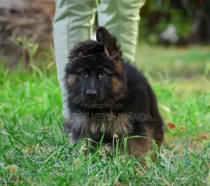 0-1 month Male Purebred German Shepherd