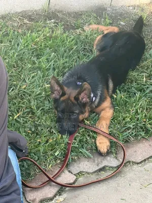6-12 months Male Purebred German Shepherd