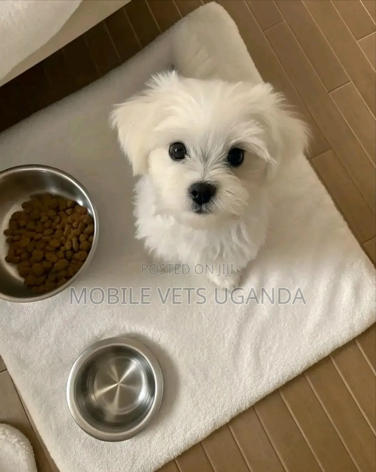 1-3 months Female Purebred Maltese