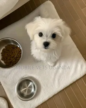 1-3 months Female Purebred Maltese