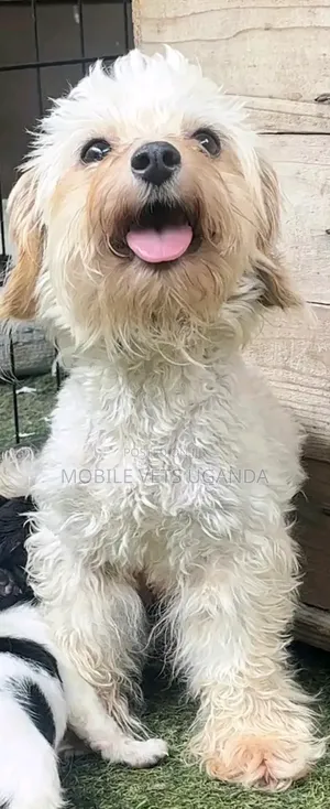 3-6 months Female Purebred Maltese