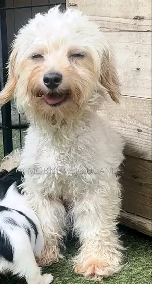 1-3 months Female Purebred Maltese