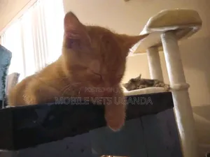 1-3 months Male Purebred American Bobtail