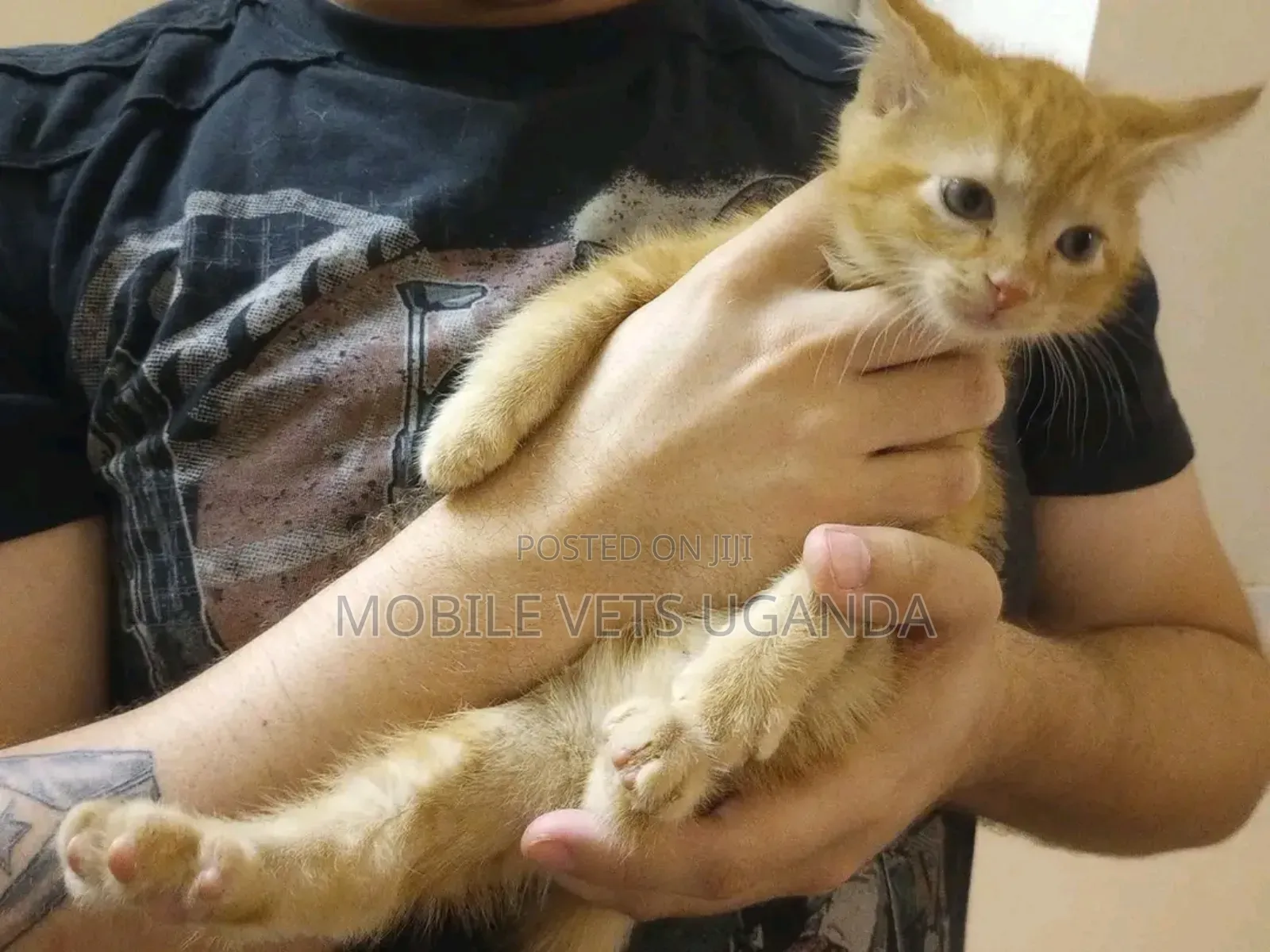 0-1 month Male Purebred Birman