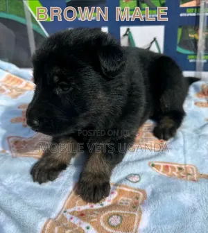 0-1 month Male Purebred German Shepherd