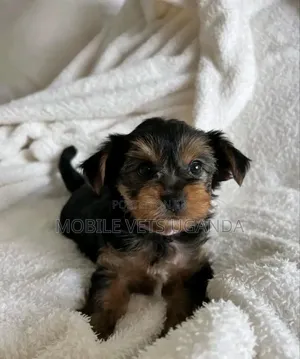 0-1 month Female Purebred Maltese