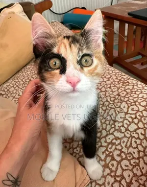 3-6 months Female Purebred Siamese