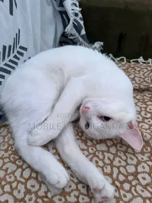 3-6 months Female Purebred Maine Coon