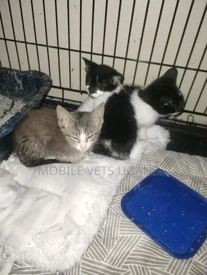 1-3 months Male Purebred Devon Rex