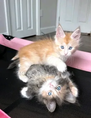 3-6 months Female Purebred American Shorthair