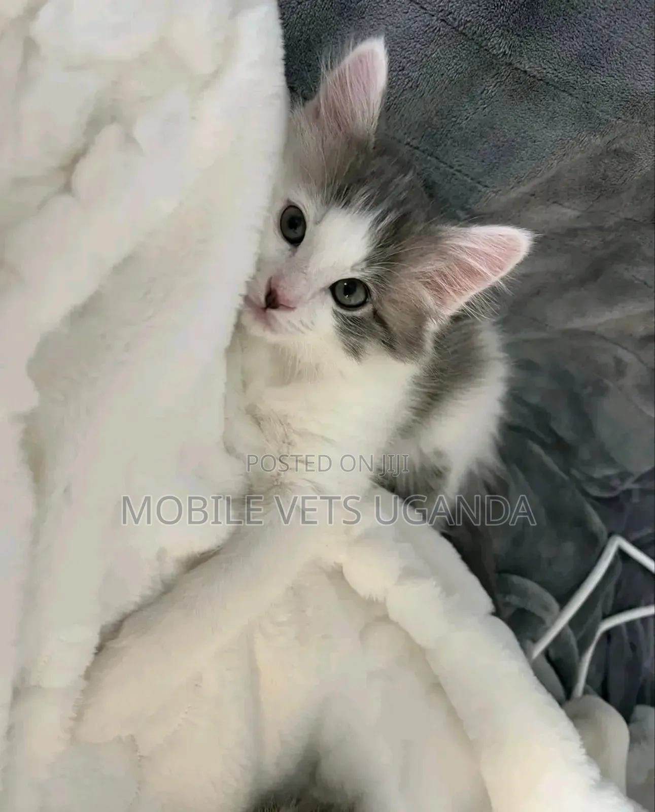 3-6 months Male Purebred Ocicat