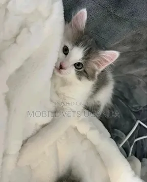 3-6 months Male Purebred Ocicat