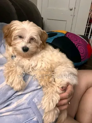 1-3 months Male Purebred Maltese