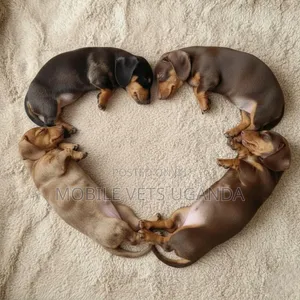 1-3 months Female Purebred Dachshund