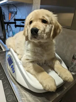 1-3 months Male Purebred Golden Retriever