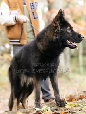 1+ year Male Purebred German Shepherd