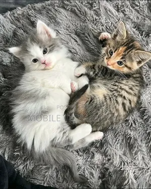 1-3 months Female Purebred American Shorthair