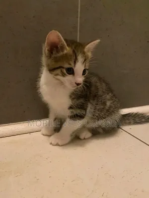 1-3 months Female Purebred Bengal