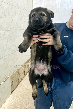 3-6 months Female Purebred German Shepherd