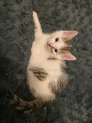 1-3 months Female Purebred Selkirk Rex