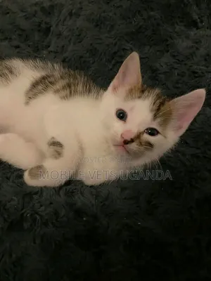 1-3 months Male Purebred Burmese